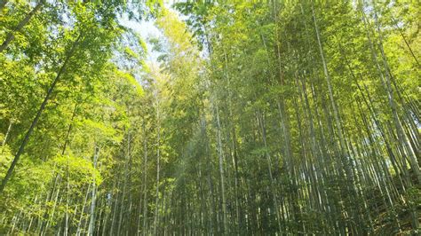 竹 樹木|竹は木なのか、草なのか。